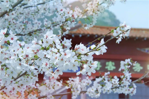 Enjoy spring scenery on mountains in Shandong