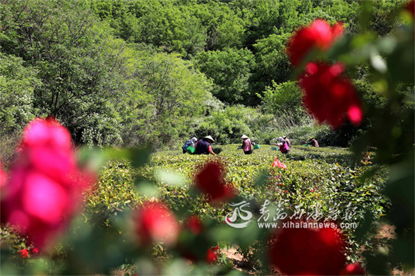 Blooming China roses delight visitors in Qingdao WCNA