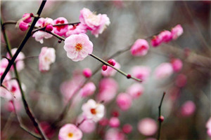 'Lichun': the beginning of spring