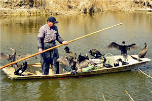 Traditional fishing preserved in Shandong
