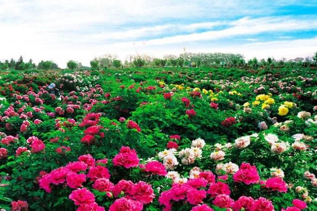 Intl peony conference begins in Shandong