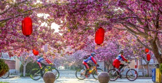 Cherry blossoms blanket Laiyang, Yantai
