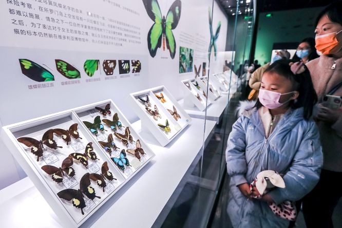 ​Diverse insect specimens exhibited at Shandong Museum