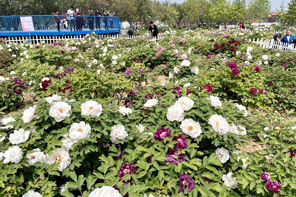 World Peony Conference opens in Heze