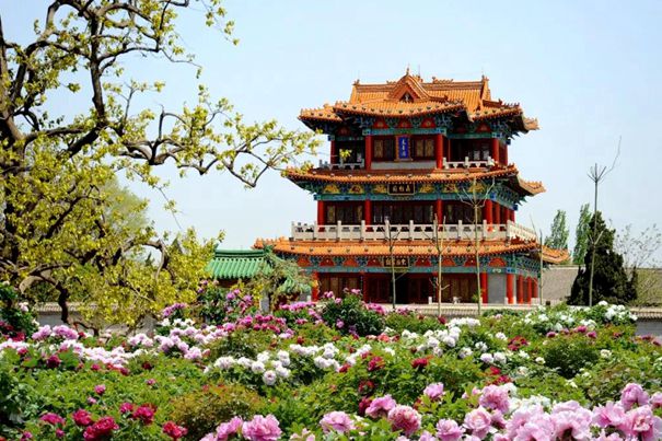 Peony-themed cultural, tourism events kick off in Heze