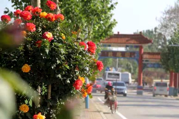 Rose town drives tourism in Pingyin