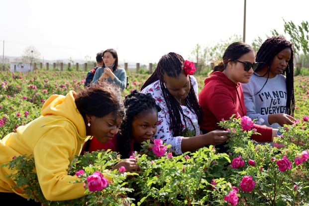 Expats taste rose culture in Pingyin
