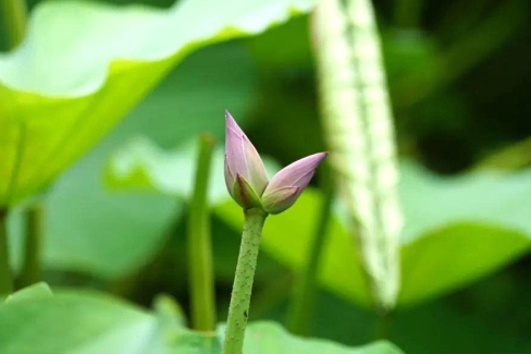 Twin lotus flower on one stalk appears at Daming Lake