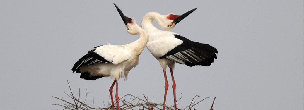 Oriental white storks spotted in Dongying