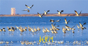 Shandong to build Yellow River Estuary National Park