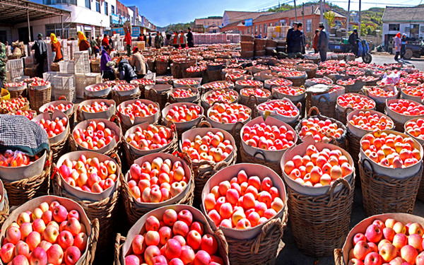 Apples bring prosperity to Yantai 