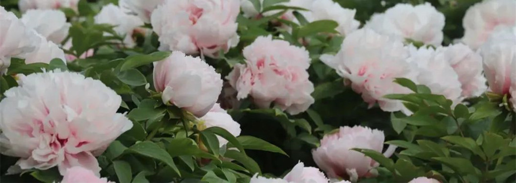 Peony flowers in full bloom in Shandong