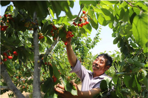 Cherries bring sweet success to Qingdao farmers