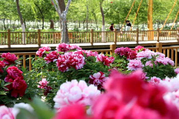 Visit the peony garden in Jining