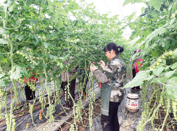 Tomatoes of Mount Tai harbor great wisdom