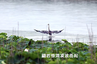 Video: An egret at Dongping Lake
