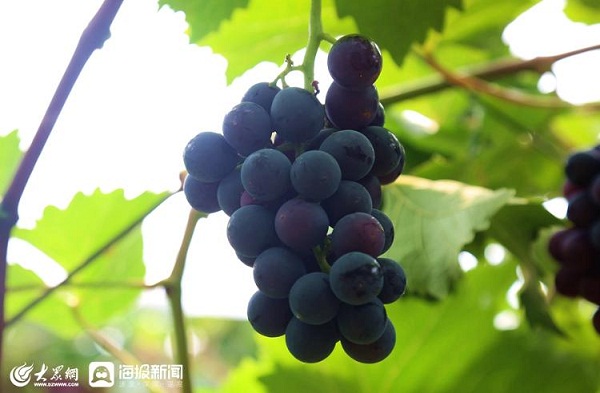 Xiahei grapes enter harvest season in Liangzhuang town