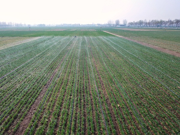 Cooperative farmers grow wheat in Shandong