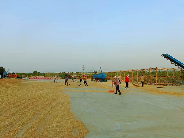 Shandong province comes together to help facilitate wheat drying