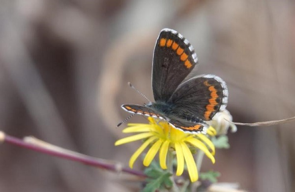 New butterfly species spotted on Mount Tai