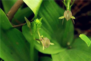 Five wild orchid species found on Mount Tai