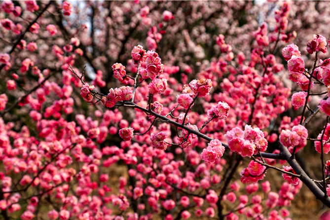 Plum blossoms add color to Mount Tai