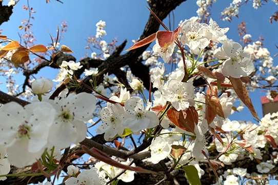 Enjoy pear blossoms in Tai'an