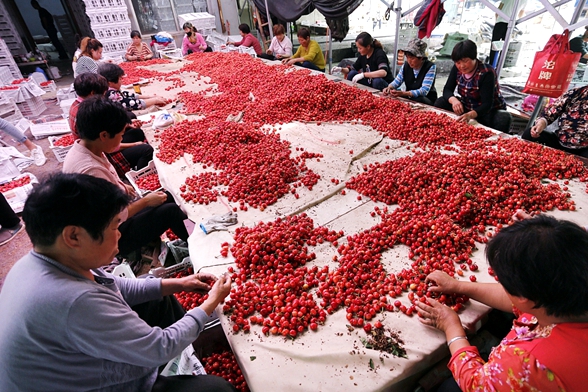 Cherry sales enter peak season in Tai'an