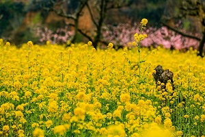 Flowers bloom in Tai'an as spring arrives