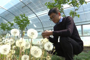 Scientific techniques bring prosperity in Tai'an farm