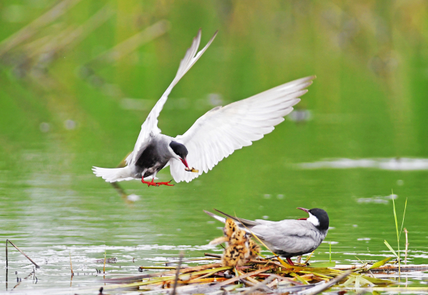 Birds spotted at Dongping Lake wetland in Tai'an