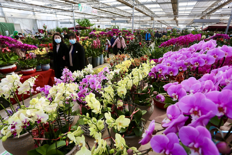 Tai'an flower markets popular before holiday