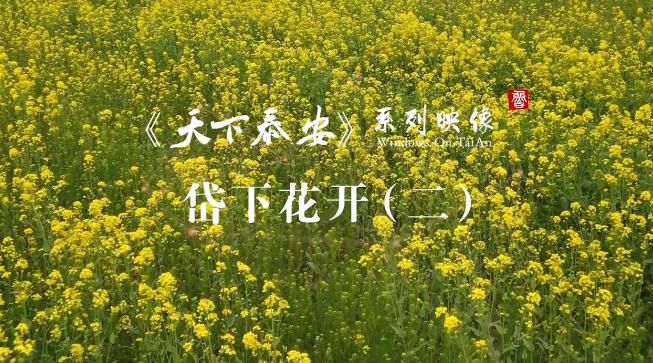 Video: Rape flowers burst forth in Tai'an