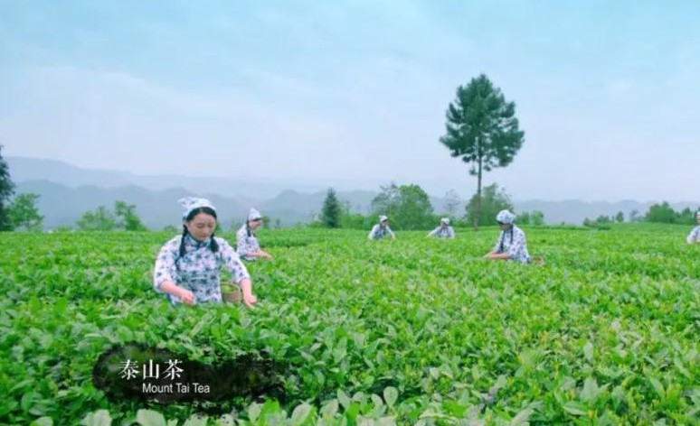 Tea on Mount Tai highlighted in promotional video