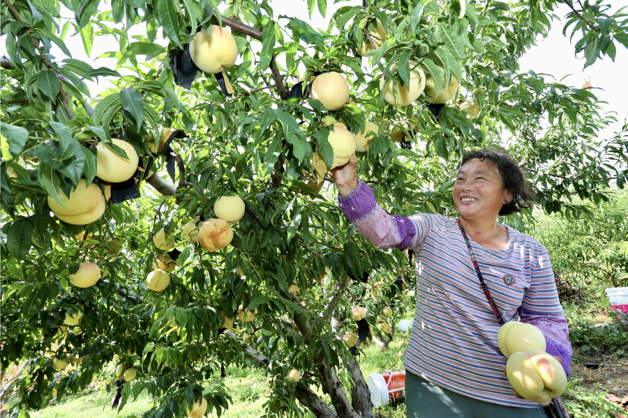 Feicheng enters peach-picking season
