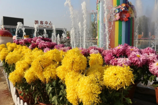 Chrysanthemum art exhibition to held at Taishan Tianyi Lake