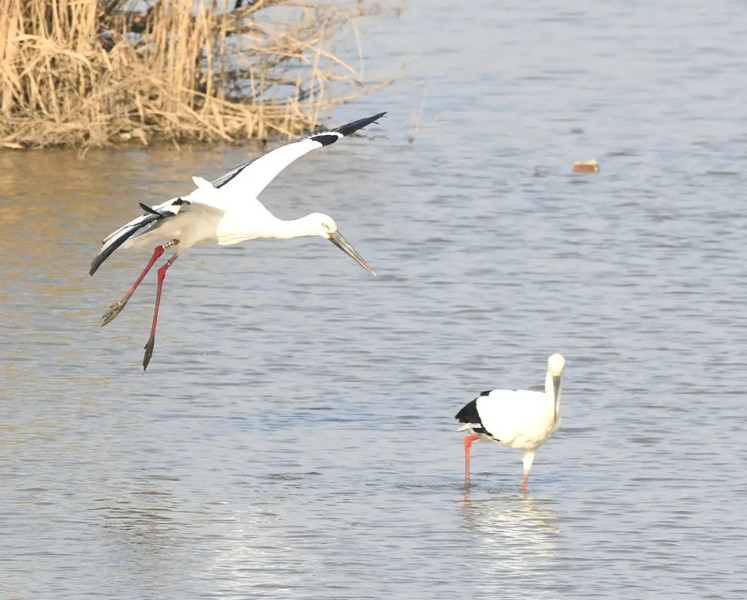 Oriental white storks spotted in Tai'an
