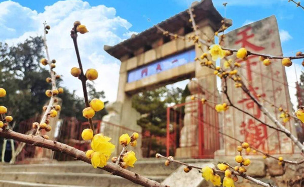 In pics: Mount Tai embraces blooming wintersweets