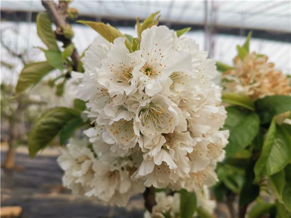 Cherry blossoms at greenhouses in Tai'an