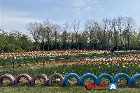 Tai'an tulip festival aims to revive tourism, boost rural revitalization