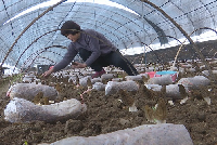 Xintai's village develops fungi planting industry