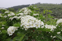 Snow-white hawthorn blossoms grace Xintai