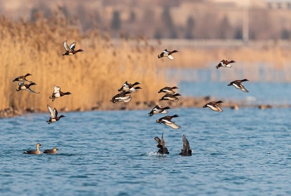 Tai'an takes action to protect critically endangered wild duck