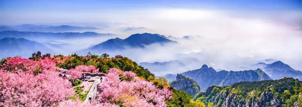 Begonia blossoms adorn summit of Mount Tai
