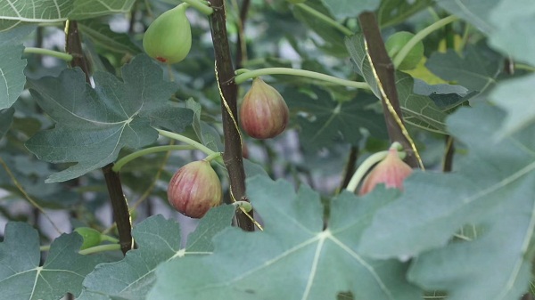 Fig planation boosts rural vitalization in Tai'an