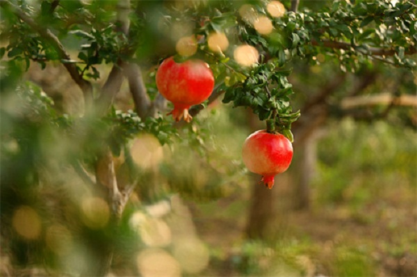 Farmers begin harvesting pomegranates in Tai'an