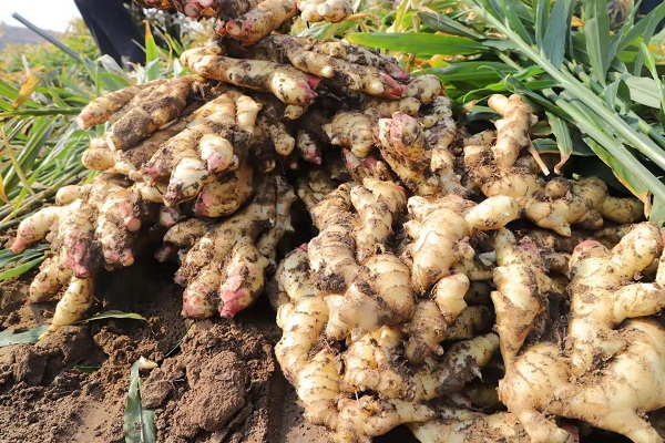 Ginger industry brings happiness to farmers in Xintai