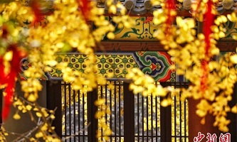 Gold gingko leaves shine in Yuquan Temple