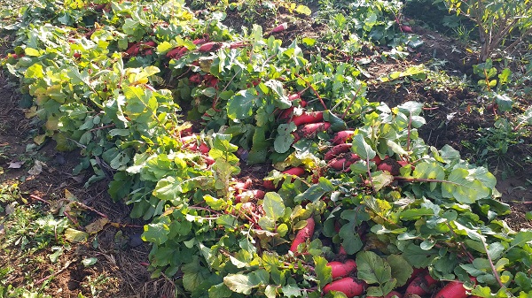 Farmers busy harvesting radishes in Tai'an