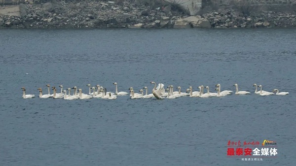 Tundra swans spotted in Tianping lake